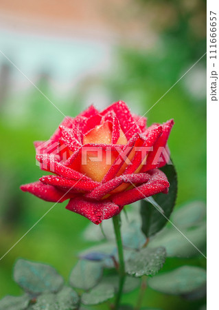 Beautiful red rose flower, closeup.. 111666657