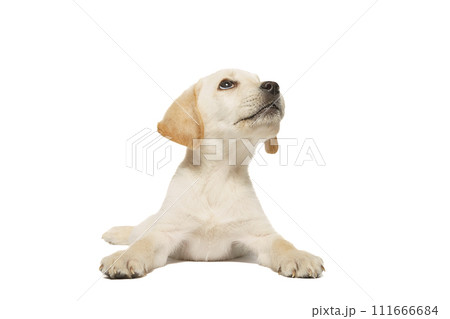 puppy labrador isolated on white background puppy labrador isolated on white background 111666684
