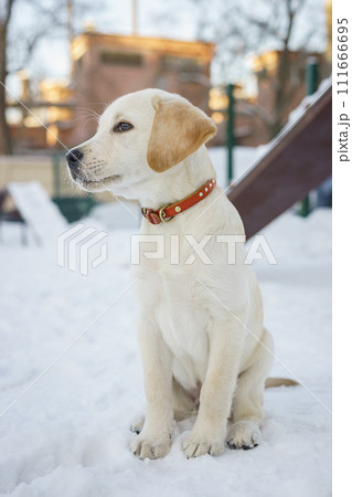 Young labrador observing winter grounds in the nature. 111666695