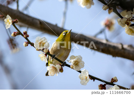 梅の花とメジロ 111666700