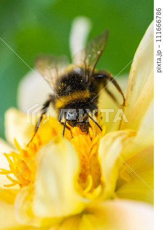 Bumblebee on a flower macro. Bumblebee collects flower nectar. 111666786