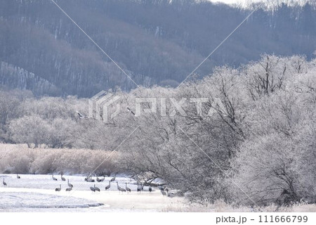 厳冬の気嵐 雪裡川 音羽橋から望む 厳冬の気嵐 雪裡川 音羽橋から望む 111666799