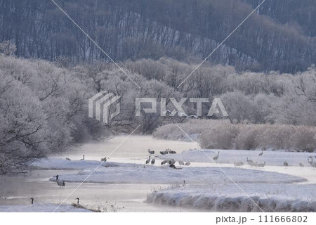 厳冬の気嵐　雪裡川　音羽橋から望む 111666802