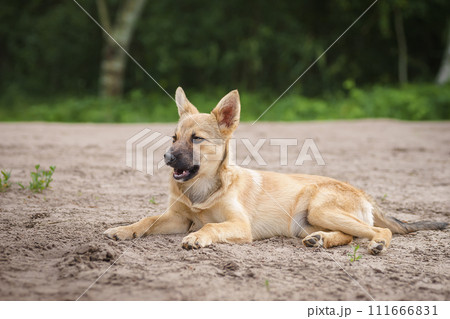 Mongrel dog of red color lies on its stomach on the grass, stretching its front paws forward. Spring Mongrel dog of red color lies on its stomach on the grass, stretching its front paws forward. Spring 111666831