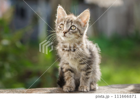 Little newborn gray kitten are waiting for the cat. Cute funny home pets. Close up domestic animal. Kitten at three weeks old of life. 111666871