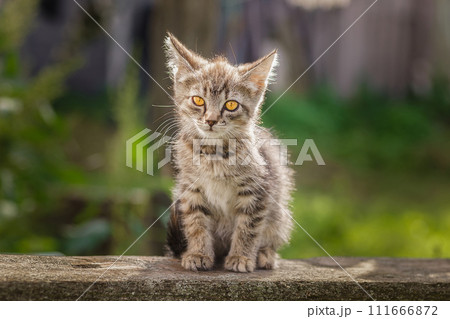 Little newborn gray kitten are waiting for the cat. Cute funny home pets. Close up domestic animal. Kitten at three weeks old of life 111666872