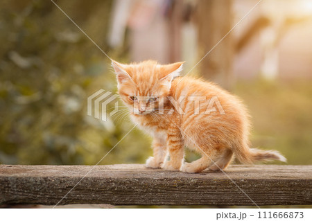 red kitten in green grass red kitten in green grass 111666873