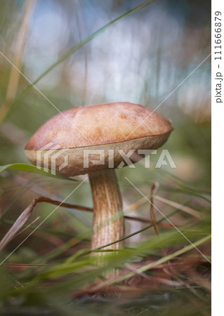 Beautiful birch bolete (birch mushroom, rough boletus or brown-cap fungus) in grass with autumn leaves. Beautiful birch bolete (birch mushroom, rough boletus or brown-cap fungus) in grass with autumn leaves. 111666879