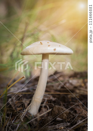 The most poisonous mushroom Amanita phalloides in the forest close-up. 111666881
