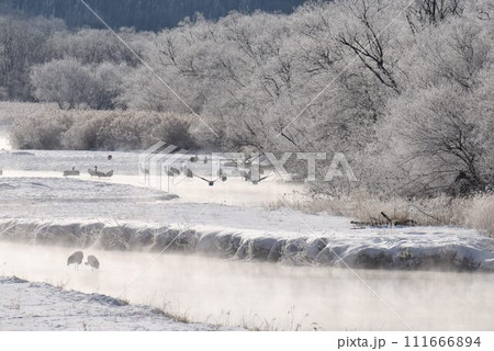 厳冬の気嵐　雪裡川　音羽橋から望む 111666894