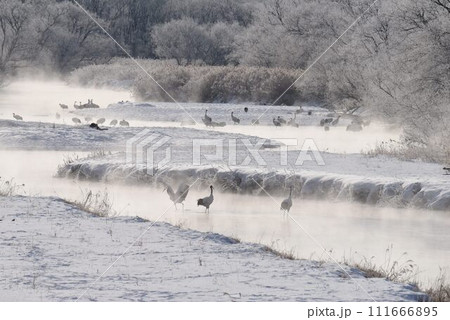 厳冬の気嵐 雪裡川 音羽橋から望む 厳冬の気嵐 雪裡川 音羽橋から望む 111666895