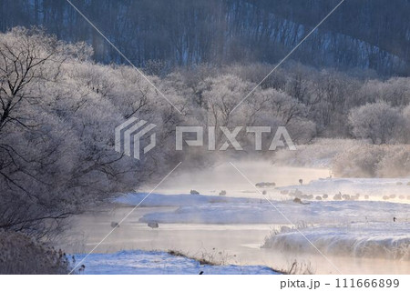 厳冬の気嵐　雪裡川　音羽橋から望む 111666899