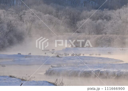 厳冬の気嵐　雪裡川　音羽橋から望む 111666900