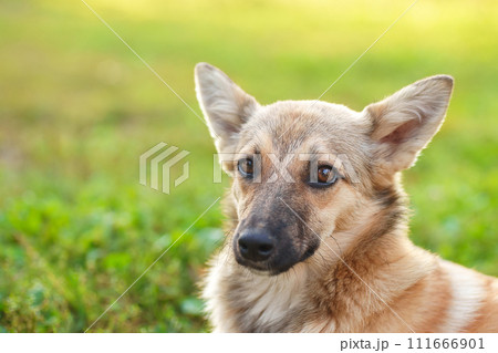 Cute and alert red puppy sitting in lush green grass... 111666901