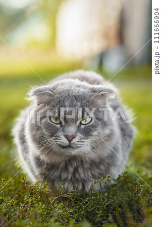 Gray striped cat walks on a leash on green grass outdoors. Gray striped cat walks on a leash on green grass outdoors. 111666904