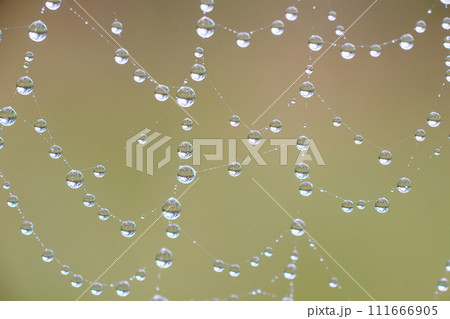 The spider web with dew drops. Abstract background The spider web with dew drops. Abstract background 111666905