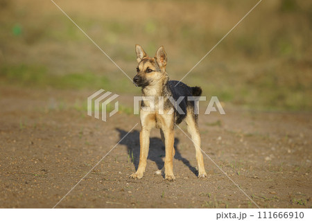Cute and alert gray puppy sitting in lush green grass... Cute and alert gray puppy sitting in lush green grass... 111666910