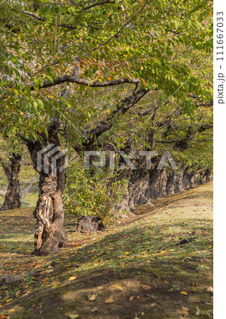 日本 北海道函館市にある五稜郭公園内の風景 日本 北海道函館市にある五稜郭公園内の風景 111667033