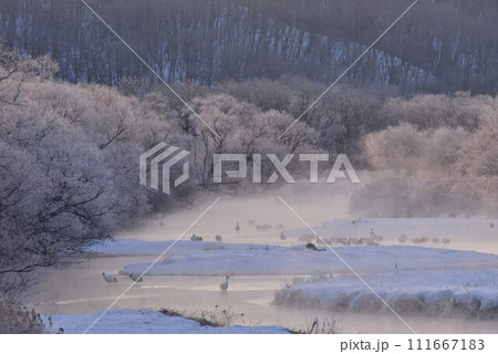 厳冬の気嵐 雪裡川 音羽橋から望む 厳冬の気嵐 雪裡川 音羽橋から望む 111667183