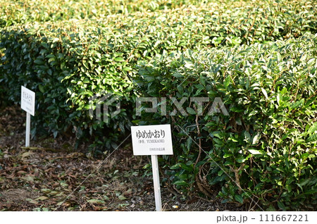 茶業研究所の茶畑 111667221