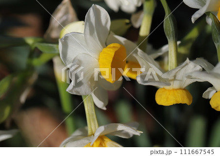 冬の庭に咲く白いフサザキスイセンの花 111667545