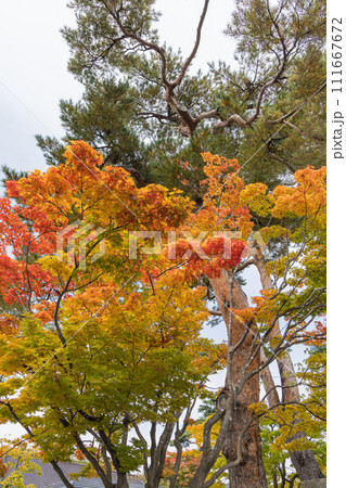 日本　北海道函館市にある五稜郭公園内の紅葉 111667672