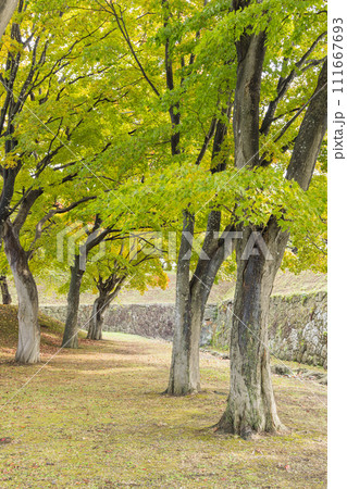 日本 北海道函館市にある五稜郭公園内の風景 日本 北海道函館市にある五稜郭公園内の風景 111667693