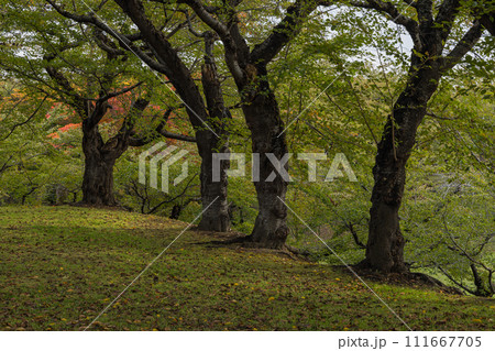 日本 北海道函館市にある五稜郭公園内の風景 日本 北海道函館市にある五稜郭公園内の風景 111667705