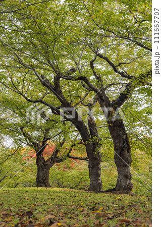 日本　北海道函館市にある五稜郭公園内の風景 111667707
