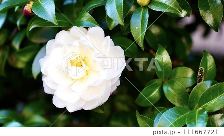 開花した白とピンクのつつじ 開花した白とピンクのつつじ 111667721