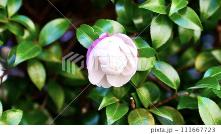 開花した白とピンクのつつじ 111667723