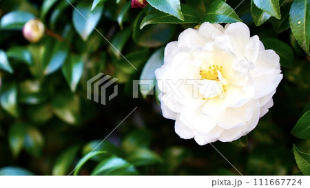 開花した白とピンクのつつじ 開花した白とピンクのつつじ 111667724