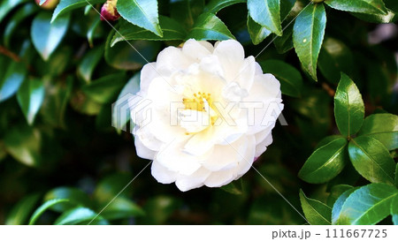 開花した白とピンクのつつじ 111667725