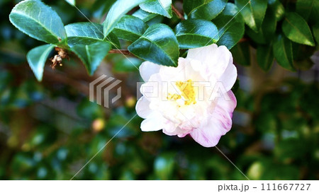 開花した白とピンクのつつじ 開花した白とピンクのつつじ 111667727