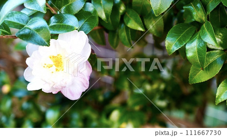 開花した白とピンクのつつじ 111667730