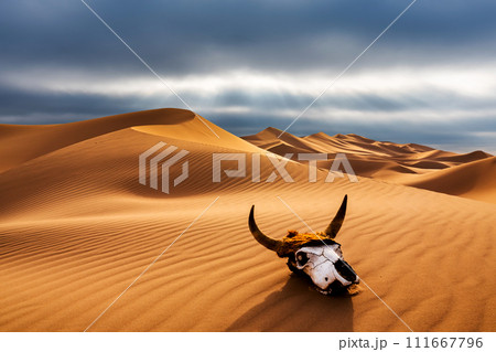 Dramatic sunset over the sand dunes with skull in the desert. Gobi desert Dramatic sunset over the sand dunes with skull in the desert. Gobi desert 111667796