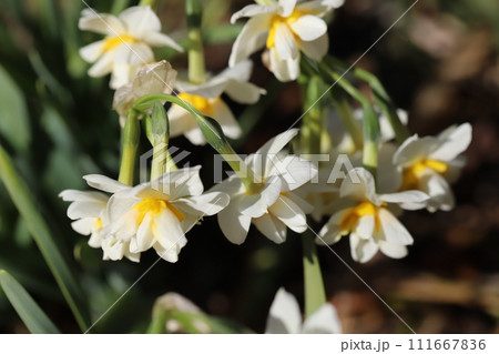 冬の庭に咲く八重咲の白いフサザキスイセンの花 冬の庭に咲く八重咲の白いフサザキスイセンの花 111667836