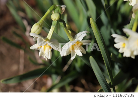 冬の庭に咲く八重咲の白いフサザキスイセンの花 111667838