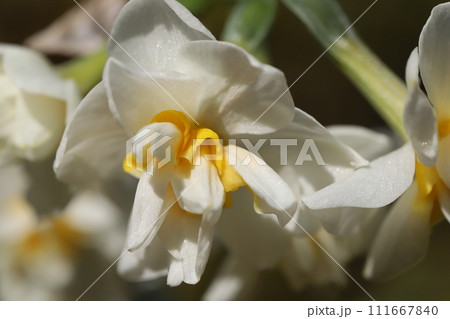 冬の庭に咲く八重咲の白いフサザキスイセンの花 冬の庭に咲く八重咲の白いフサザキスイセンの花 111667840