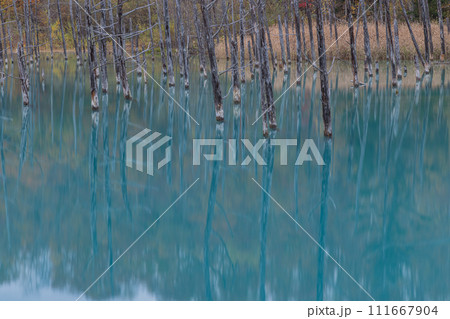 日本 北海道上川郡美瑛町白金にある青い池に枯れ立つカラマツの木と紅葉 日本 北海道上川郡美瑛町白金にある青い池に枯れ立つカラマツの木と紅葉 111667904