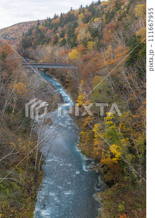 日本　北海道上川郡美瑛町白金にあるブルーリバー橋から見える白髭の滝近くの紅葉 111667955