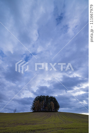 日本　北海道上川郡美瑛町の新マイルドセブンの丘に立つカラマツの木と夕景 111667979