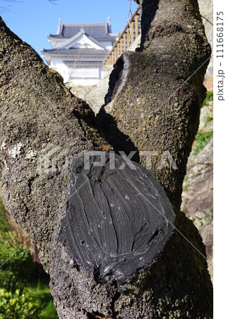 樹木管理の例（桜の枝打ち跡を乾燥防止のためコーキング材で被覆した状態） 111668175