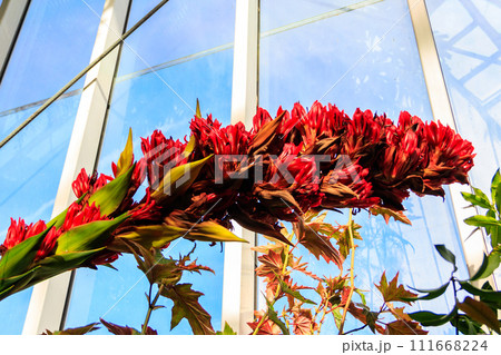 Beautiful blooming giant spear lily (Doryanthes palmeri) in greenhouse 111668224