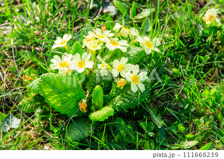 Yellow primrose (Primula vulgaris) on a green meadow at spring 111668239