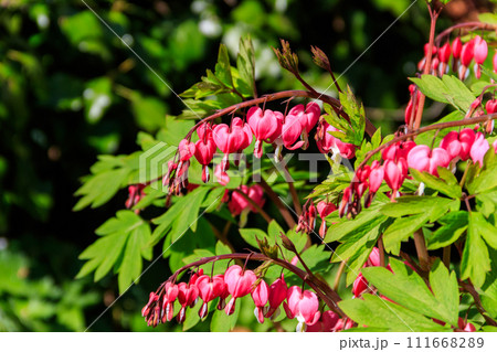 Bleeding Heart flowers (Lamprocapnos spectabilis or Dicentra Spectabilis) in garden at spring Bleeding Heart flowers (Lamprocapnos spectabilis or Dicentra Spectabilis) in garden at spring 111668289