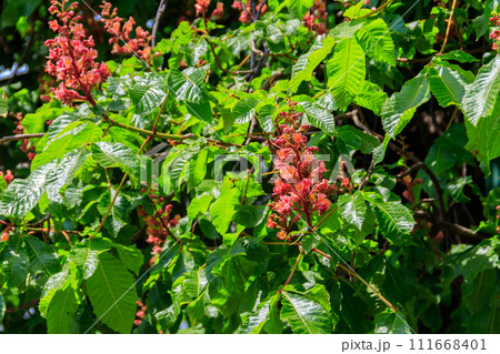 Blooming red horse-chestnut (Aesculus carnea) at spring 111668401
