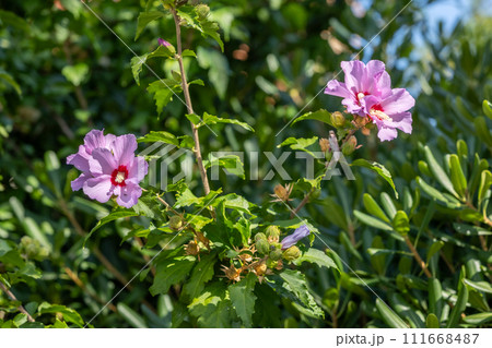 Mallow flower. Pink Lavatera or Hollyhock mallow 111668487