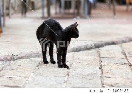 frightened cat arched his back in fear 111668488