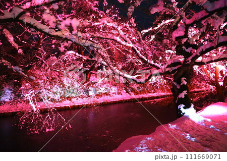 青森県弘前公園のさくらの冬のライトアップ 111669071
